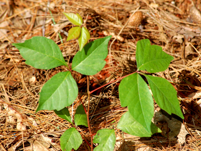 poison oak leaf. Each leaf on poison ivy and