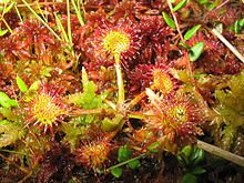 Drosera Rotundifolia