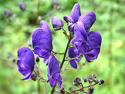 aconitum napellus