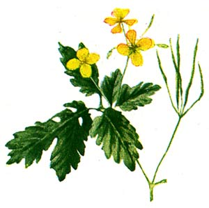 chelidonium majus