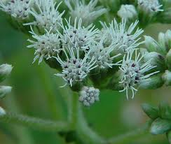 eupatorium perfoliatum resized 600