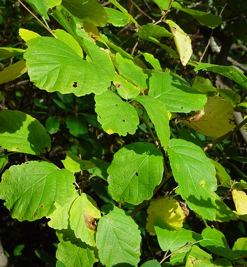 Hamamelis Virginiana