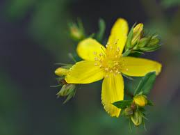 hypericum perforatum