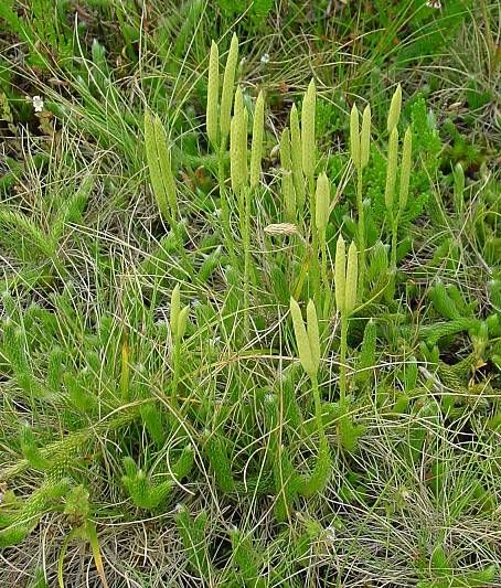 lycopodium