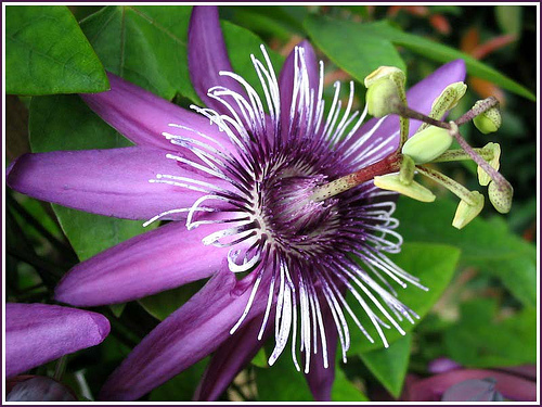 passiflora 