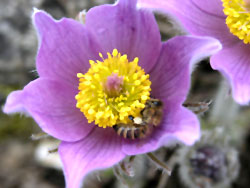 Pulsatilla Nigricans