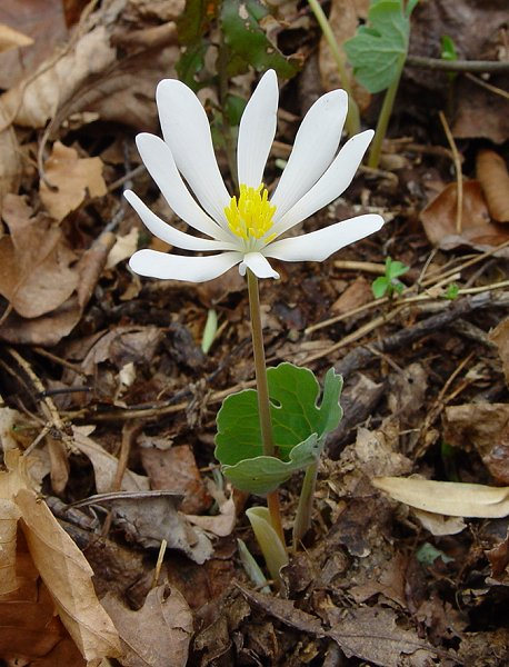 sanguinaria candensis resized 600