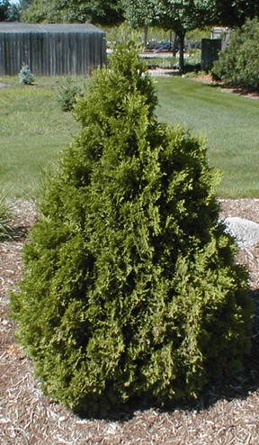 thuja occidentalis